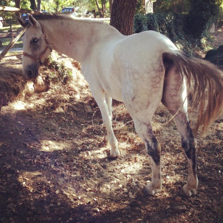 Willa Antico Casale Pozzuolo Seggiano Zewnętrze zdjęcie